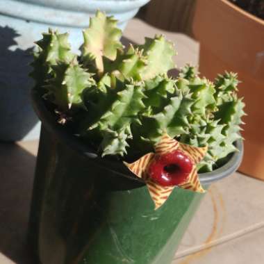 Huernia Zebrina