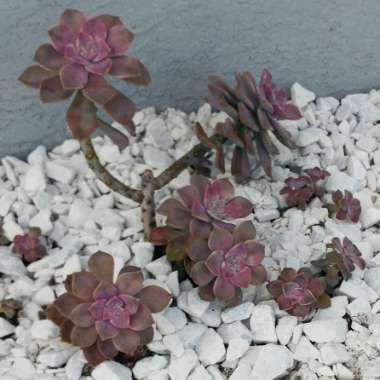 Graptopetalum Purple Delight syn. Graptopetalum Snow White