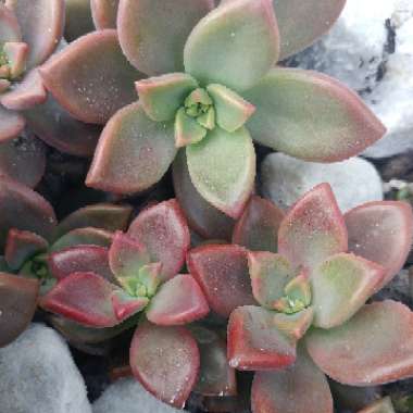 x Graptosedum Bronze