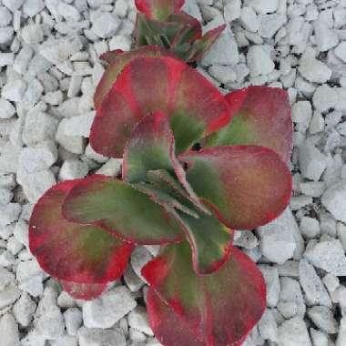 Kalanchoe Luciae 'Fantastic'