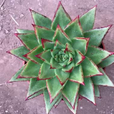 Echeveria Agavoides Red Edge