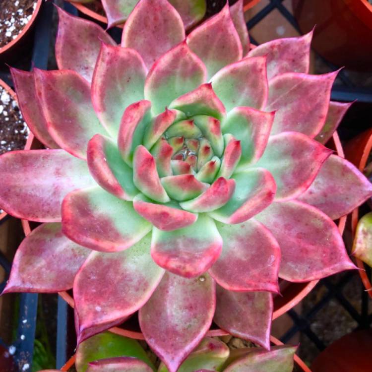 Plant image Echeveria Agavoides Frank Reinelt