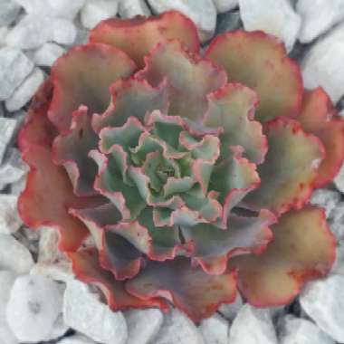 Echeveria Blue Jay