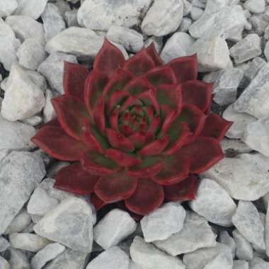 Echeveria Agavoides Frank Reinelt