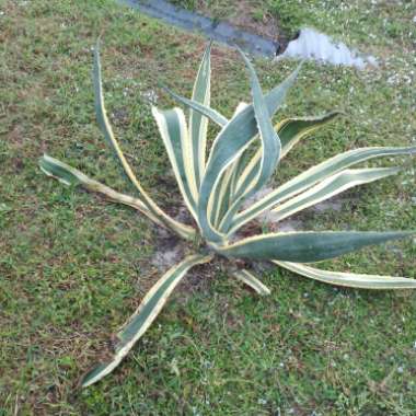 Agave Americana 'Marginata'