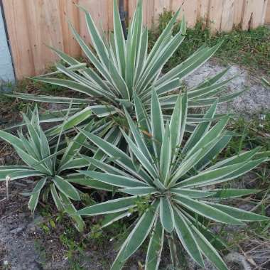 Agave angustifolia 'Marginata'