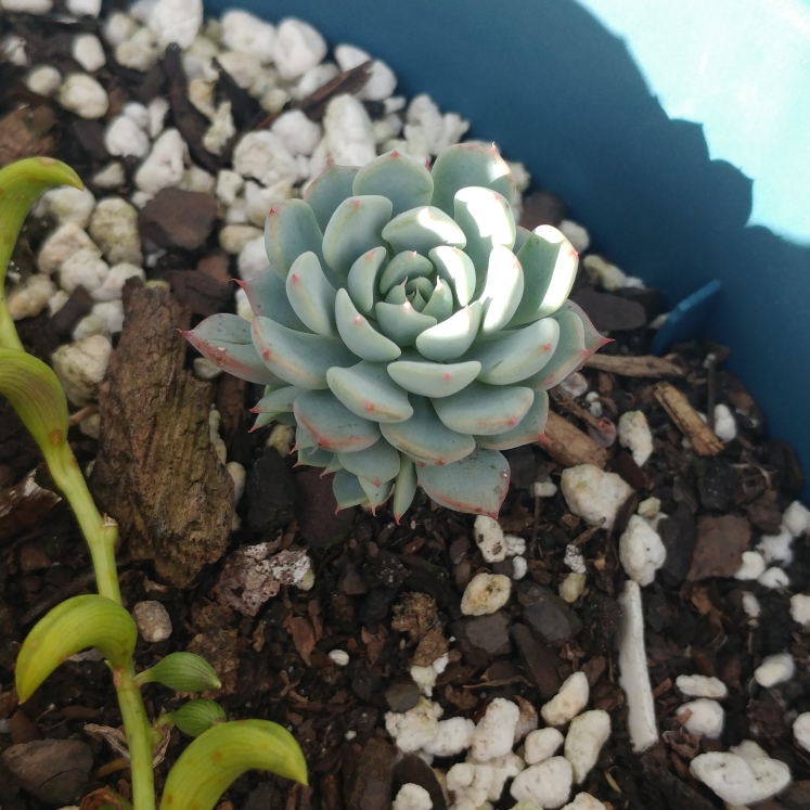 Plant image Echeveria Azulita