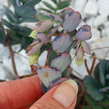 Kalanchoe marnieriana