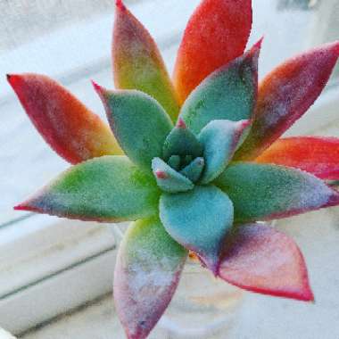 Echeveria Colorata fa. Brandtii