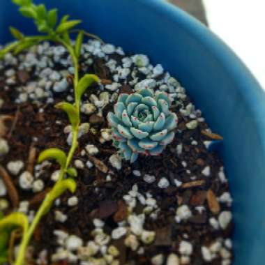 Echeveria Azulita