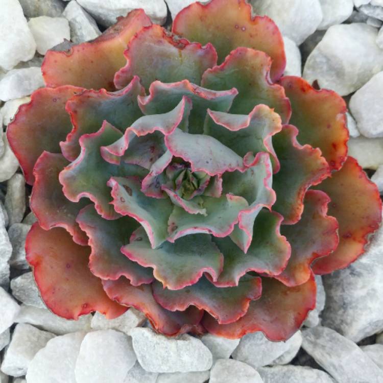 Plant image Echeveria Blue Jay