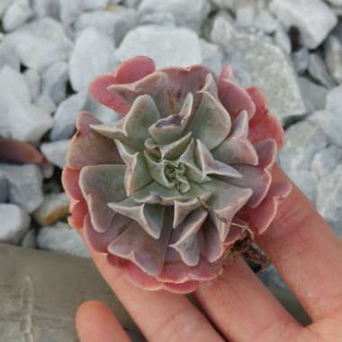 Echeveria Doppler