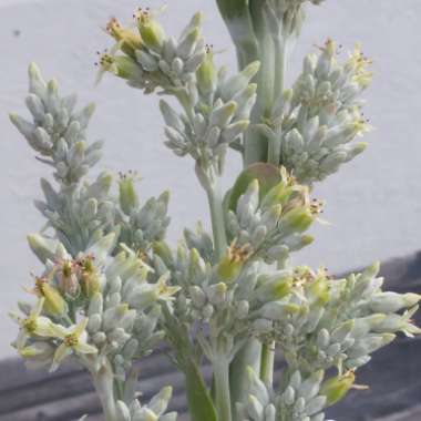 Kalanchoe luciae 'Flapjack'