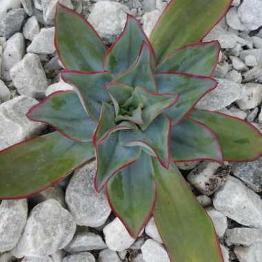 Echeveria Subrigida