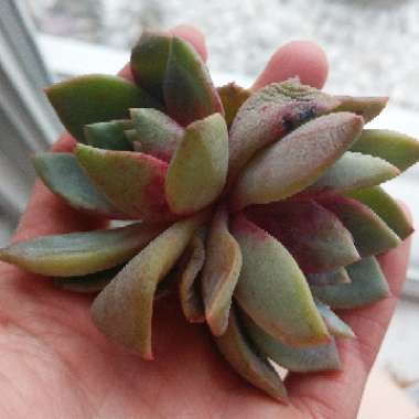 Echeveria Champagne