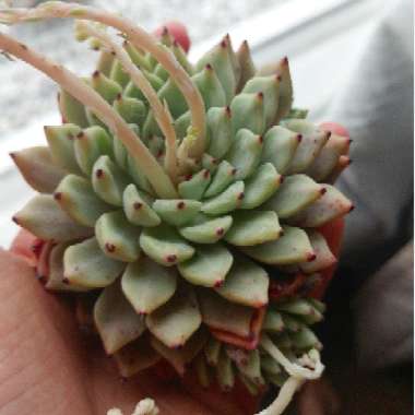 Echeveria Cuspidata var. Zaragozae