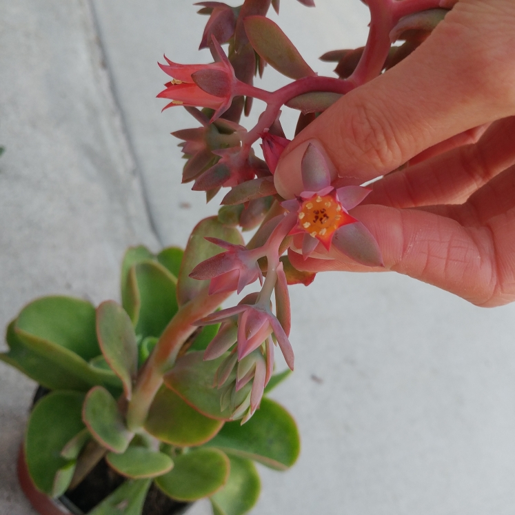 Plant image Echeveria Pallida