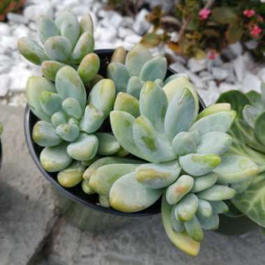 xSedeveria Blue Giant