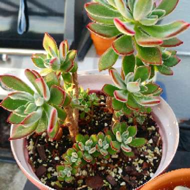 Echeveria Harmsii