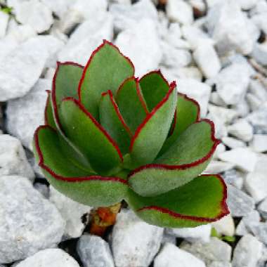 Cotyledon Hybrid 'Mint Truffles'