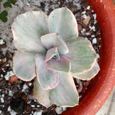 Echeveria Decora