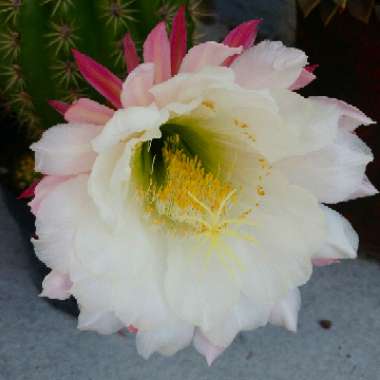 Trichocereus