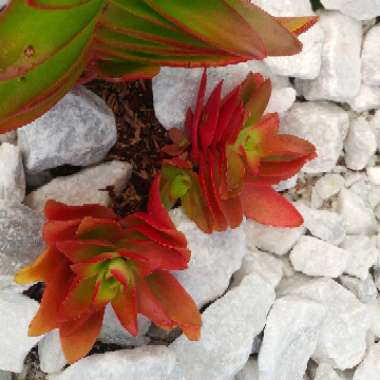 Crassula Coccinea