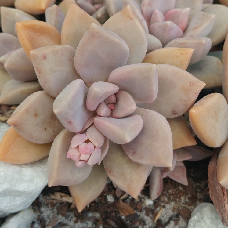 Plant image Graptopetalum Marquise de Sevigne