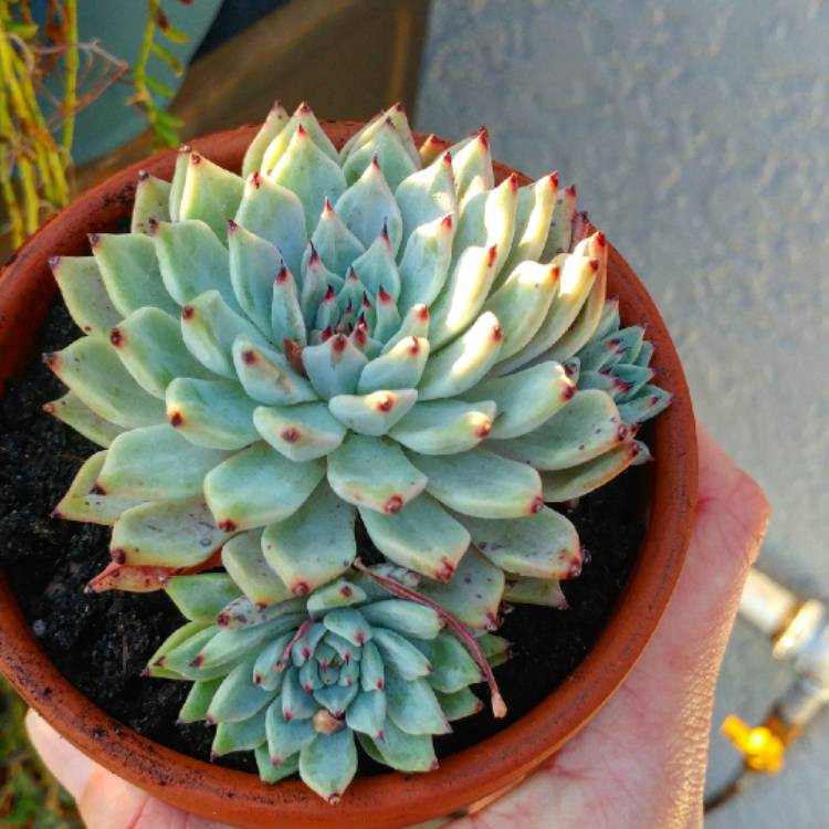 Plant image Echeveria Cuspidata var. Zaragozae