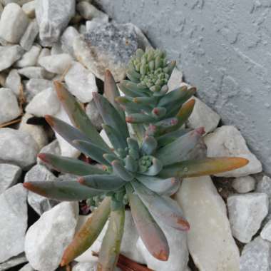 Pachyphytum