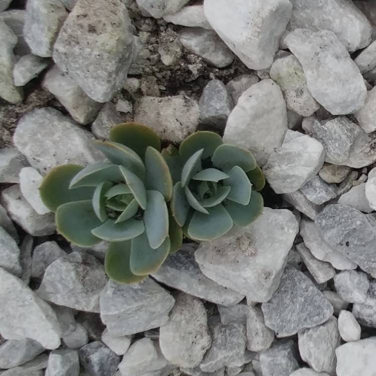 plant image 977530