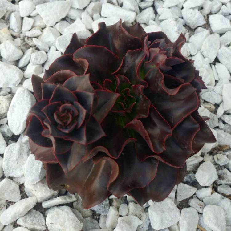 Plant image Echeveria Autumn Flame