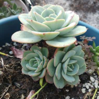 Echeveria Atlantis