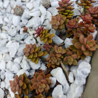 x Graptosedum Bronze