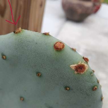 Opuntia Cacanapa 