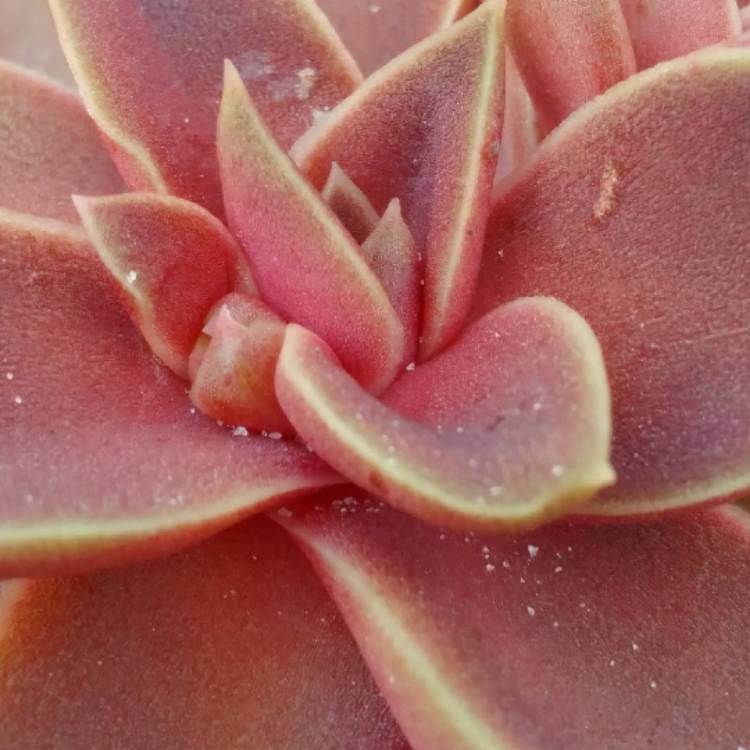 Plant image Echeveria Diffractens x Carnicolour