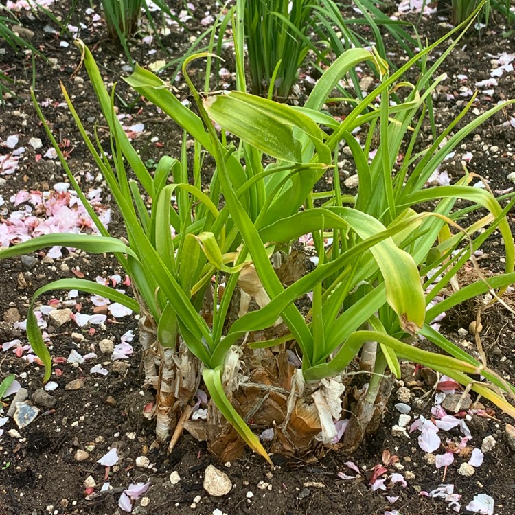 plant image 1476095