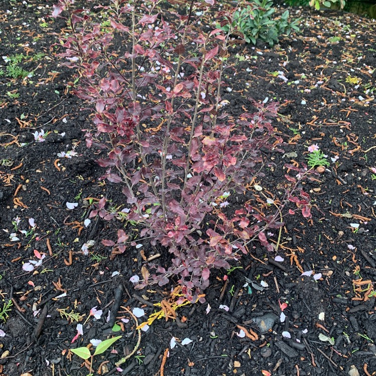 Plant image Pittosporum tenuifolium 'Tom Thumb'