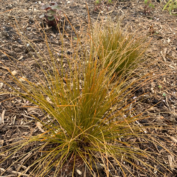 Plant image Carex Testacea