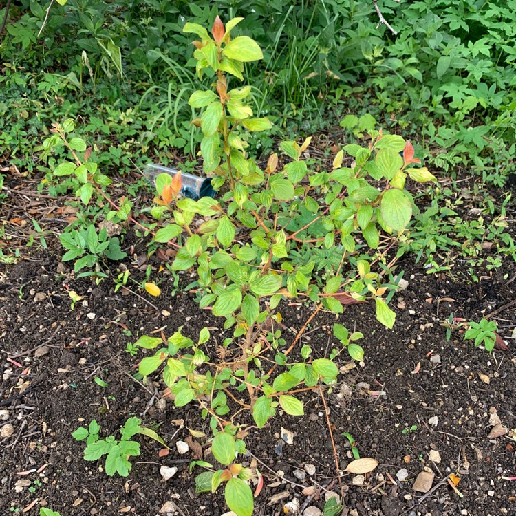 Plant image Cornus sanguinea 'Midwinter Fire'