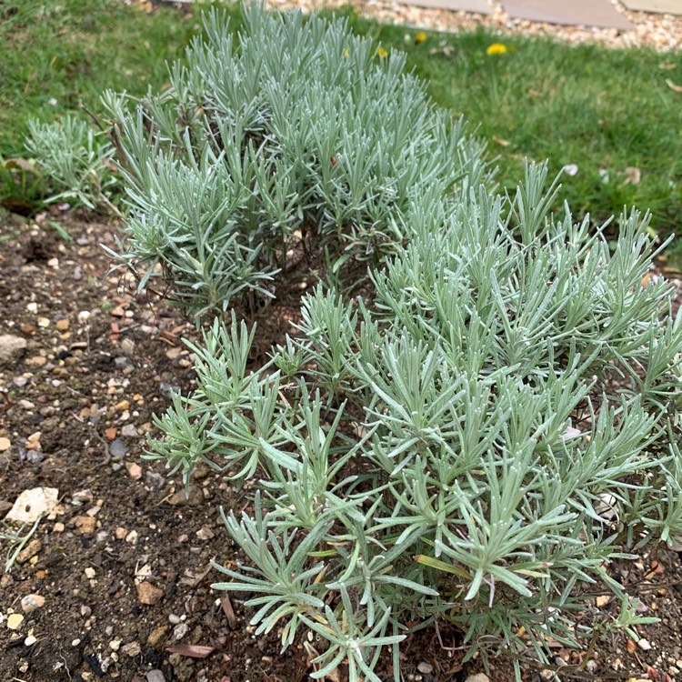 Plant image Helichrysum italicum