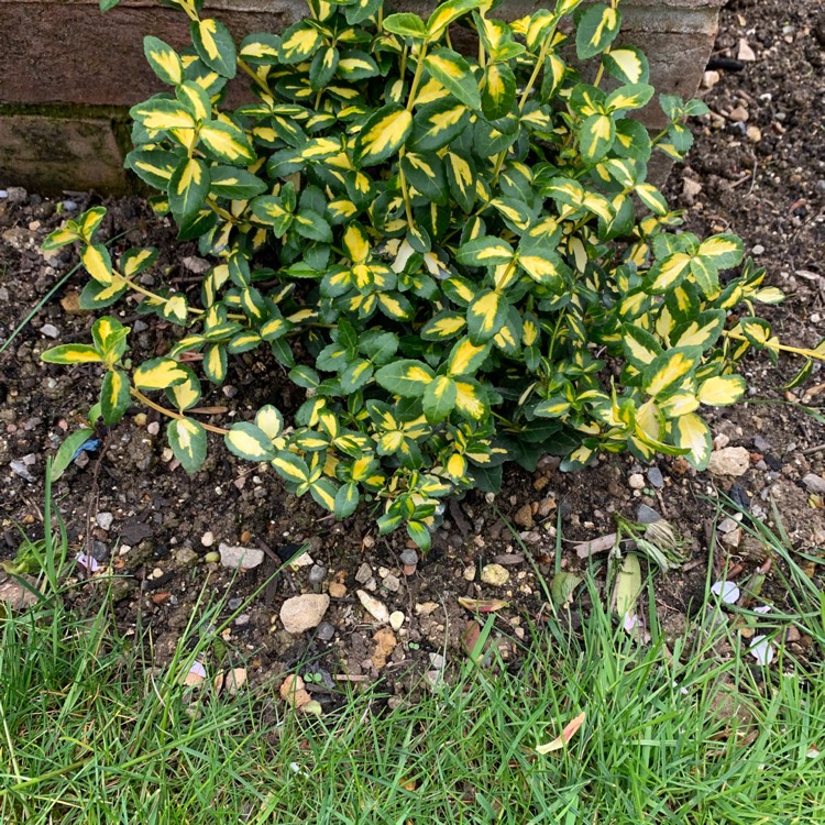 Plant image Euonymus fortunei 'Blondy'