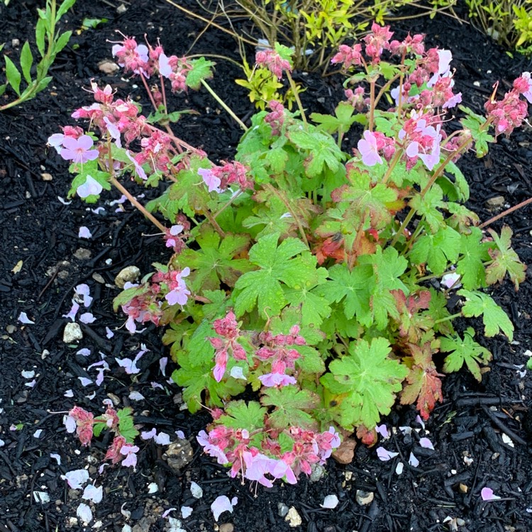 Plant image Geranium macrorrhizum 'Ingwersen's Variety'