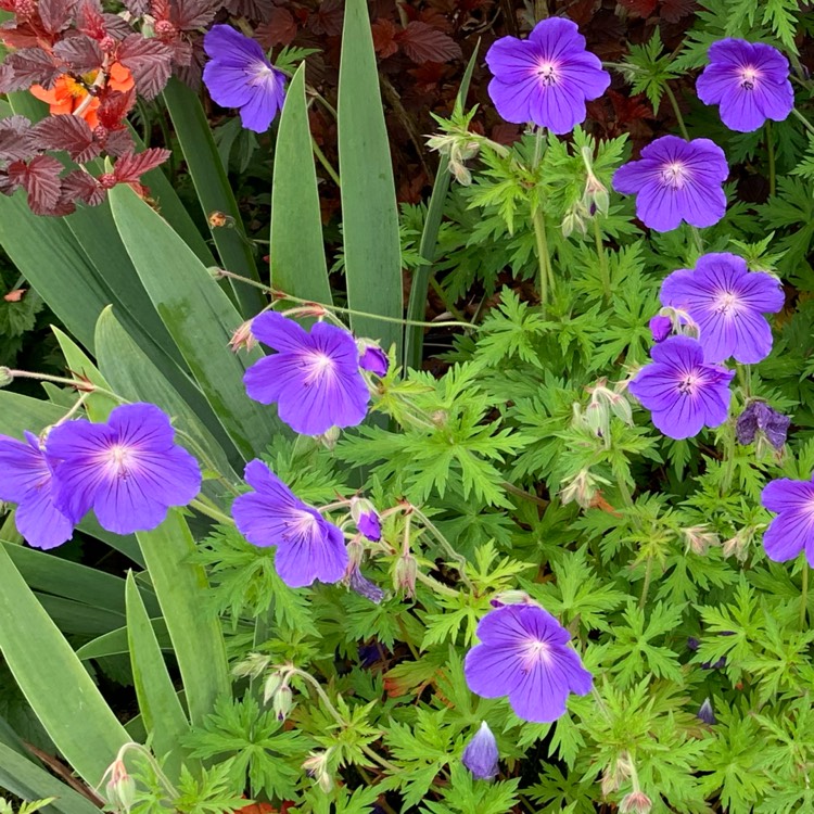 Plant image Geranium 'Orion'