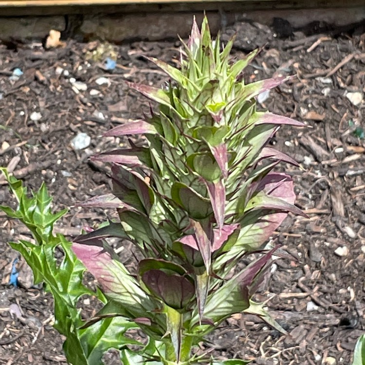 plant image 1501571