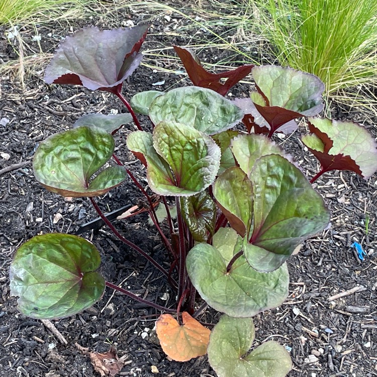 Plant image Ligularia Dentata 'Othello'