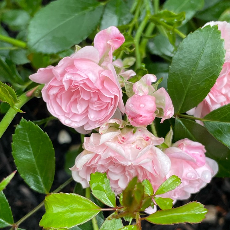 Plant image Rosa 'The Fairy' syn. Rosa 'Fairy Rose', Rosa 'Perle Rose'