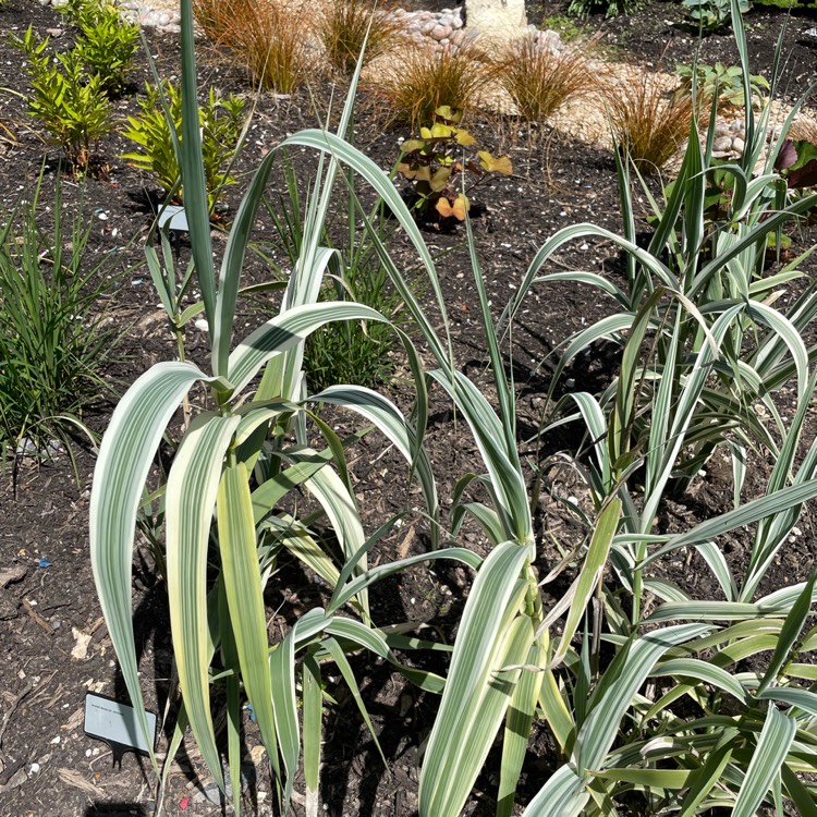 Plant image Arundo donax 'Versicolor'