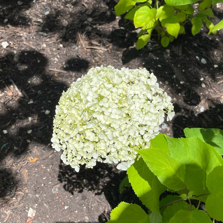 plant image 1510857