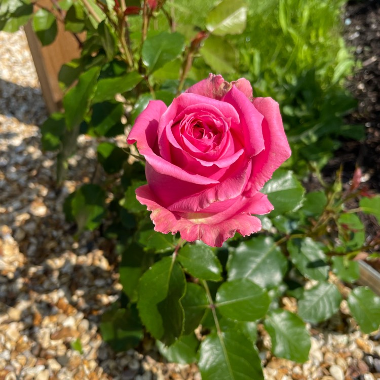 Plant image Rosa 'Zephirine Drouhin'